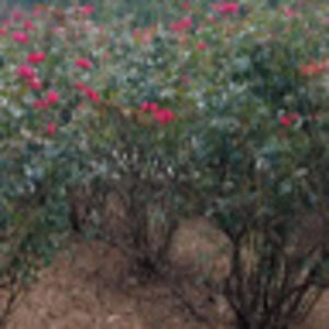 Meet your Posher, Annette